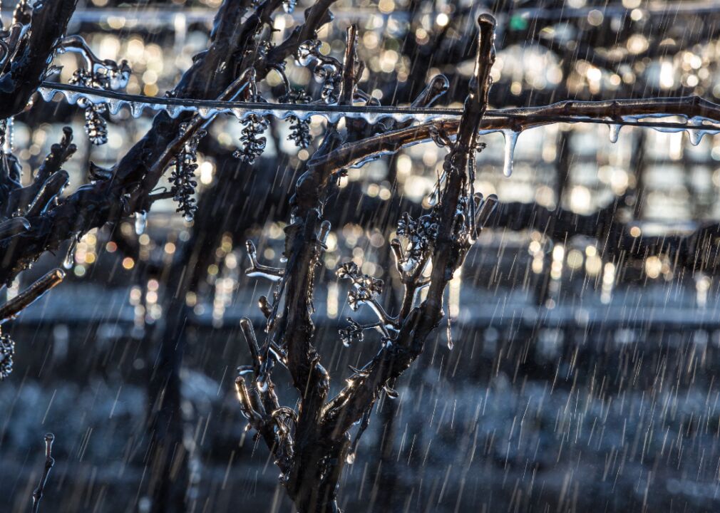 Preparing vineyards for the long term